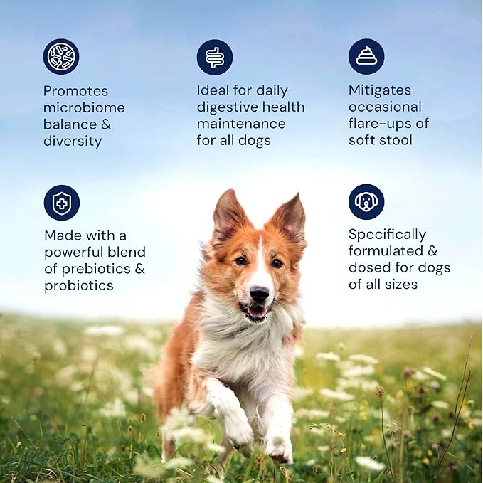 Dog Probiotics - GMP Prebiotics and Probiotics - Reduce Diarrhea Flareups - for Dogs 21-40 lbs (60 Capsules) - DoggyBiome