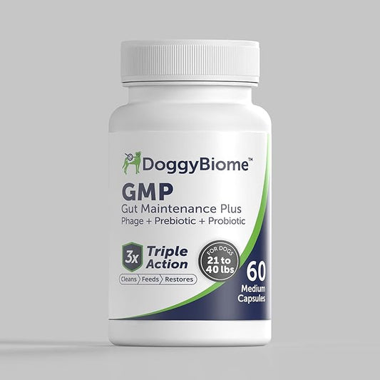Dog Probiotics - GMP Prebiotics and Probiotics - Reduce Diarrhea Flareups - for Dogs 21-40 lbs (60 Capsules) - DoggyBiome