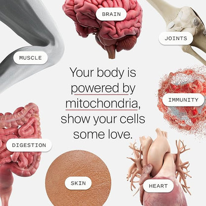 Timeline Mitopure Urolithin A Supplement Softgels - Clinically Proven Support for Healthy Aging and Cellular Renewal - Mitoceutical for Muscle Support and Longevity